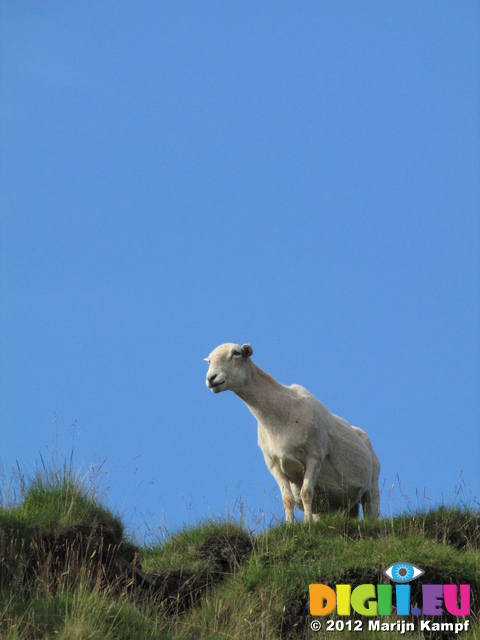 SX22849 Sheep on the lookout